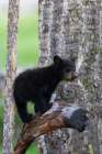 Black Bear Cub Art Print